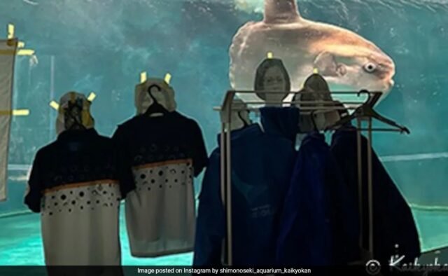 v6pbvt8_japanese-aquarium-people-cutouts-instagram_625x300_22_January_25.jpeg