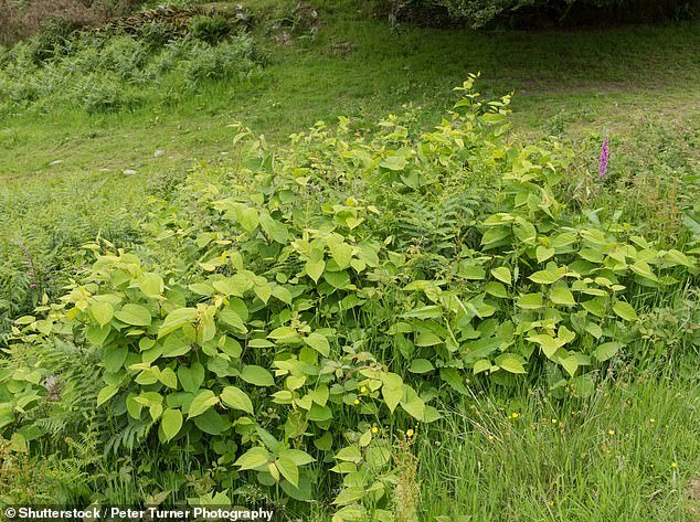 57912877-14363345-Japanese_knotweed_is_incredibly_durable_and_fast_growing_and_can-a-1_1739354612484.jpeg