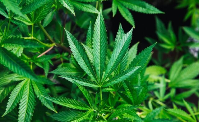 65a0si48_cannabis-_625x300_26_August_24.jpg