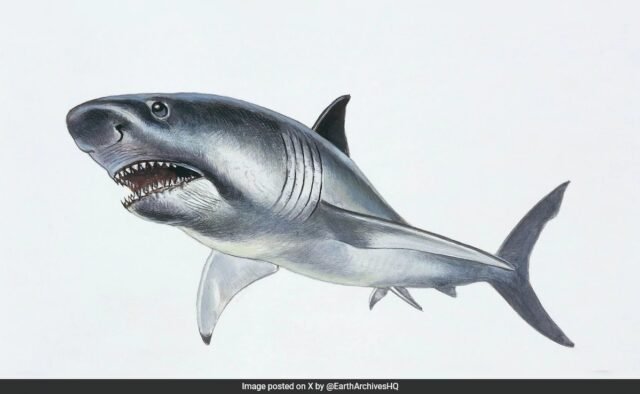 7uutqib8_megalodon-_625x300_13_March_25.jpeg