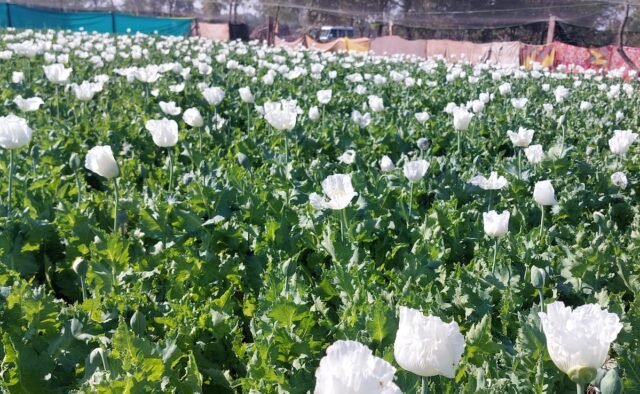 96b709so_opium-farming_625x300_28_January_25.jpeg
