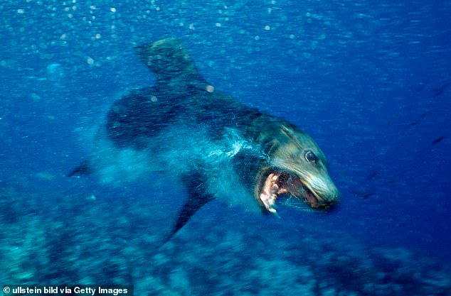 96739827-14588973-Sea_lions_are_not_typically_aggressive_towards_humans_but_scient-a-15_174422151799.jpeg