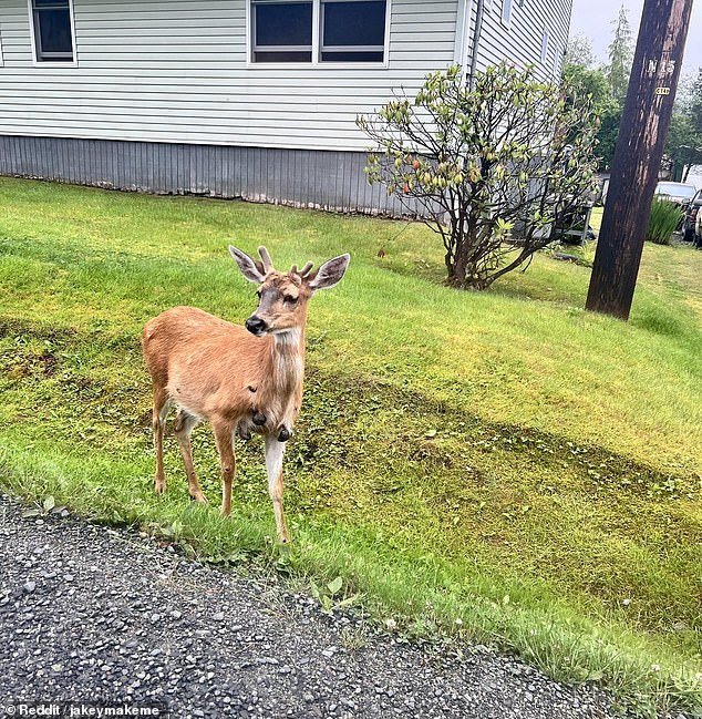 101392651-15017759-A_Reddit_user_posted_images_of_a_deer_covered_in_cutaneous_fibro-a-1_175570107937.jpeg