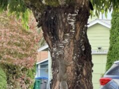 La ilusión óptica del árbol perturba tu mente: puedes ver la ardilla pero ¿puedes ver al gato en 30 segundos?