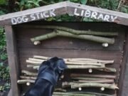 ¿Deberías tirarle un palo a tu perro? La biblioteca de sucursales del parque mueve la cola por seguridad.