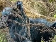 El misterioso lugar del desastre nuclear de Chernobyl es visto como un perro azul