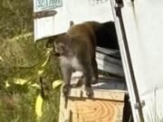 Primates monos con una enfermedad “agresiva” andan sueltos después de un accidente de camión y se escapan