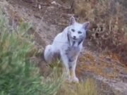 Lince ibérico ‘mítico’ con pelaje ultrararo completamente blanco capturado en vídeo por primera vez en España