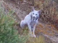 Lince ibérico ‘mítico’ con pelaje ultrararo completamente blanco capturado en vídeo por primera vez en España