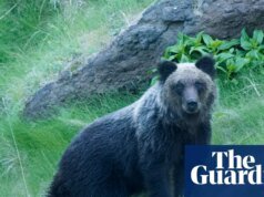 Se revelan consejos para sobrevivir a los ataques de osos a medida que aumentan los encuentros en Japón | Japón