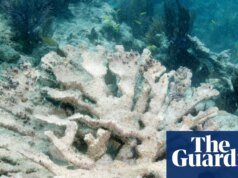Dos importantes especies de coral de Florida ‘efectivamente extinguidas’ por la ola de calor del océano | coral
