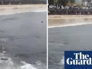 Frenesí de alimentación de tiburones en la popular playa de surf australiana captada en imágenes escalofriantes Queensland