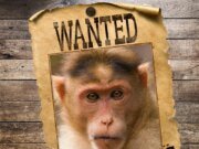 Aproximadamente 3 días después del accidente del camión, un posible avistamiento de monos liberó a varias personas en el bosque.