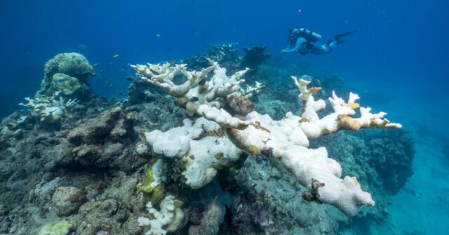 23cli-coral-01b-lkbf-facebookJumbo.jpg