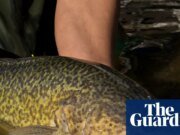 Lo que puede hacer el no tan pequeño bacalao Murray: el pez puede nadar 900 kilómetros a lo largo del sistema fluvial más grande de Australia. Cuenca Murray-Darling