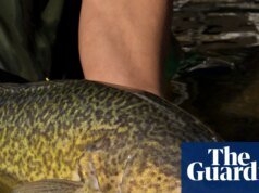 Lo que puede hacer el no tan pequeño bacalao Murray: el pez puede nadar 900 kilómetros a lo largo del sistema fluvial más grande de Australia. Cuenca Murray-Darling