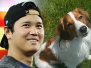 Shohei Ohtani luce chaqueta señuelo Letterman antes del Juego 1 de la Serie Mundial