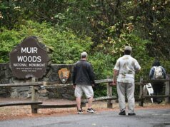 Muir Woods reabre temporalmente con ayuda de donantes – The Mercury News