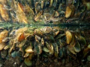 Una especie invasora está revolucionando la vida en el Delta, sin ayuda en el camino – The Mercury News