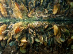 Una especie invasora está revolucionando la vida en el Delta, sin ayuda en el camino – The Mercury News