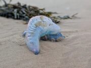 Alerta de emergencia tras mortífero buque de guerra portugués en playas del Reino Unido