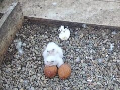 Un dulce polluelo de halcón peregrino que deleitó a miles de observadores de aves en una transmisión en vivo fue envenenado semanas después de que alguien pisoteara el huevo.