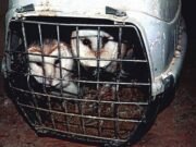 Un hombre de 28 años tiene prohibido tener animales durante cinco años después de tener 18 aves que dejaron a un veterinario llorando