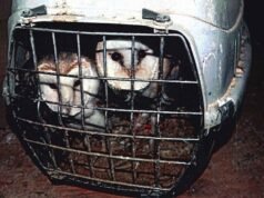 Un hombre de 28 años tiene prohibido tener animales durante cinco años después de tener 18 aves que dejaron a un veterinario llorando