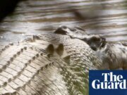 El traslado masivo de cocodrilos de Steve Irwin al zoológico de Australia se produce a pesar de la indignación por la eliminación de los propietarios tradicionales Queensland