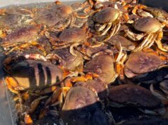 Se abre la temporada recreativa de pesca de cangrejos en la costa de Sonoma mientras el estado advierte sobre el riesgo de biotoxinas – The Mercury News