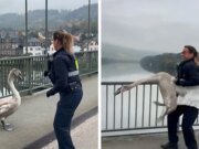 Un oficial de policía salva al cisne gruñón del tráfico en un video hilarante