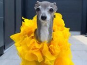 La famosa perra Tika the Iggy murió a los 14 años