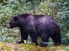 Maestros de Columbia Británica luchan contra el ataque de un oso grizzly a sus estudiantes: ‘Héroes’