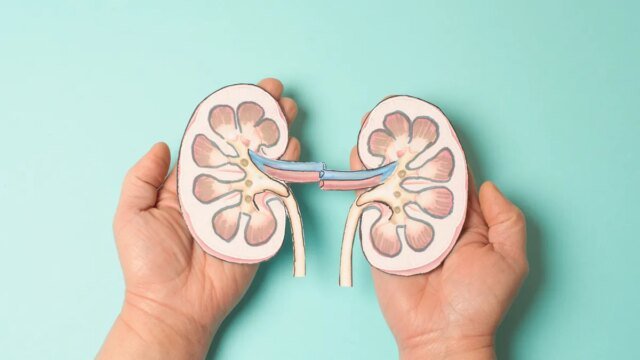 person-holding-kidneys-illustration.jpg