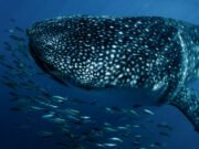 Los tiburones y las rayas reciben amplias protecciones contra el comercio de vida silvestre