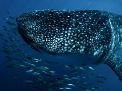 Los tiburones y las rayas reciben amplias protecciones contra el comercio de vida silvestre