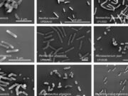 Los científicos se sorprendieron al descubrir 26 especies bacterianas desconocidas en la sala blanca ultradesinfectada de la NASA, mientras advierten que “detengan todo y vuelvan a realizar la prueba”.