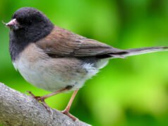 Cómo los confinamientos pandémicos han cambiado el pico de un pájaro cantor