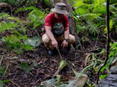 En un bosque remoto, unos elefantes raros son víctimas feroces