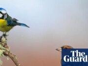 La primavera más cálida registrada en el Reino Unido ha provocado un aumento en la reproducción de pájaros cantores, según muestran los datos