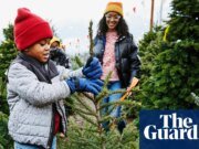 Fir real: consejos de expertos para elegir el árbol de Navidad perfecto al mejor precio en la Navidad del Reino Unido