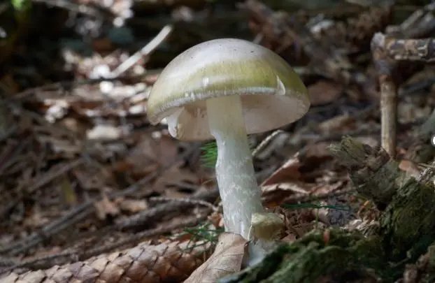 Poisonous_Mushrooms-California_Outbreak_98797.jpg