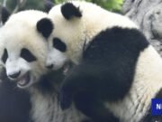 En medio de la polémica, sólo 2 pandas de Japón regresaron anticipadamente a China