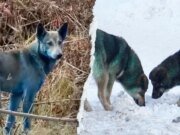 El perro de Chernobyl probablemente se volvió azul debido a los desechos del orinal, dice un experto