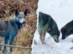 El perro de Chernobyl probablemente se volvió azul debido a los desechos del orinal, dice un experto