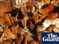 La industria vacuna australiana está “extremadamente decepcionada” después de que China aplicara aranceles del 55% a las importaciones | noticias australianas