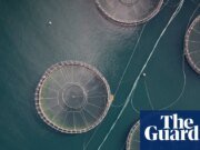 Cuatro millones de salmones podrían morir prematuramente en las piscifactorías de Tasmania para 2025, revelan datos del gobierno. tasmania