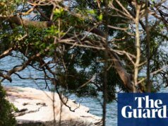 Nico Antic, de 12 años, murió en el hospital tras el ataque de un tiburón en Sydney Sydney