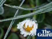 La floración invernal de cientos de plantas en el Reino Unido es una “señal visible” del colapso climático | Crisis climática