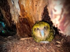Kakapo ofreció un salvavidas a Nueva Zelanda a través de la cosecha de fruta rimu